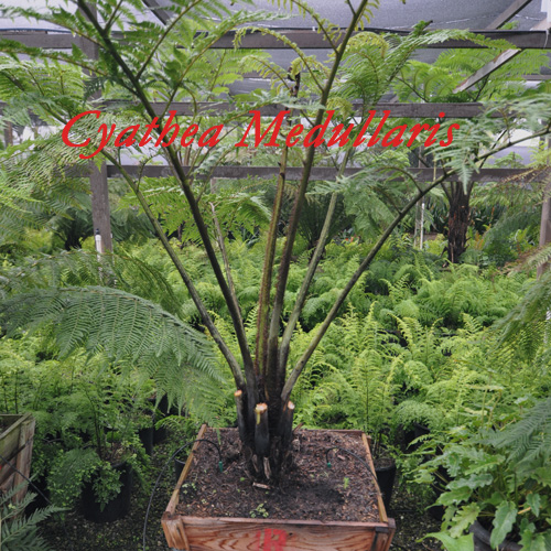 Cyathea Medullaris (Black Tree Fern)